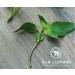 Sweet Basil Thai Herbs & Spices - Authentic 6g Royal Thai Cuisine - Buy Online on GoSupps.com