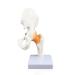Science Resource S08400 Classic Functional Hip Joint Model | Articulates with Life-Like Flexible Ligaments | Features Femur Hip Bone & Surrounding Ligaments | W Manual - Buy Online on GoSupps.com