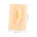 NOLITOY Teaching Ear Model - 2 Pairs Auricular Point Clean Hearing-aid Display Props for Education & Training - Buy Online on GoSupps.com