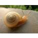 Buy PLUS Crema de Caracol Snail Cream - 1.3 oz (40g) | Best Moisturizer for All Skin Types | International Shipping - Buy Online on GoSupps.com