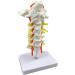 Spinal Nerves Cervical Spine & Occipital & Vertebral Artery Model Spinal Nerve Model Human Cervical Model with Neck Artery Hospital Teaching Model - Buy Online on GoSupps.com