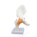 Science Resource S08400 Classic Functional Hip Joint Model | Articulates with Life-Like Flexible Ligaments | Features Femur Hip Bone & Surrounding Ligaments | W Manual