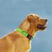 Taglory Extra Large Dog Collar - Soft Padded Neoprene Nylon Adjustable & Reflective for Training Green - Ideal for Large Breeds - Buy Online on GoSupps.com