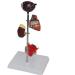 Dytah Pathological Diabetes Model - 5-Part Educational Kit for Eye Heart Kidney Artery & Foot Training | International Shipping Available - Buy Online on GoSupps.com