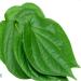 Seelans Fresh Betel Leaves | Beetle Leaves 10pcs | Pan Leaves | Leaf Betel | Fresh Leaf | Used for Pooja & Edible | Indian Origin | Approx 50G Next Day Shipping - Buy Online on GoSupps.com