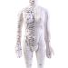 Model Anatomy Professional Medical Acupuncture 48Cm 19" - Buy Online on GoSupps.com