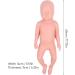 High Simulation Plastic Baby Doll for Teaching withFeatures Easy to Clean Suitable for Colleges and Clinical Training - Buy Online on GoSupps.com