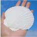 6PCS Large Scallop Shells Crafts - 4''-5'' | DIY Painting, Baking, Beach Wedding Decoration - Buy Online on GoSupps.com
