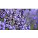 Indigo Herbs Lavender Water 100ml - 100% Pure Hydrolate for Relaxation & Natural Skin Care - Buy Online on GoSupps.com
