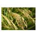 Japanese Iwate Prefecture Akitakomachi Rice - White Short Grain, 11 lb - Buy Online on GoSupps.com