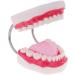 6x Magnification Dental Care Model - Mouth Teeth & Tongue with Toothbrush | Enhance Dental Education & Hygiene - Buy Online on GoSupps.com