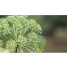 Dong Quai Powder - 250g (Angelica Sinensis) - Pack of 1 - Buy Online on GoSupps.com