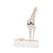 Buy 3B Scientific A85/1 Mini Knee Joint | Cross Section Bone Model | International Shipping | 3B Smart Anatomy - Buy Online on GoSupps.com