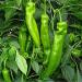 New Arrival 200 pcsBag rare Giant Penis Hot Spices Red Chili Seeds Capsicum Plants Fruit Seeds Vegetables Various Seeds Hot Pepper 8