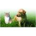 ADVANCED LIVER CARE DETTOX for DOGS and CATS - AWARD WINNING PRODUCT! - with Concentrated Milk Thistle - All Natural Ingredients - One of the most Advanced Veterinary Formula's available! - 90 Caps - Buy Online on GoSupps.com
