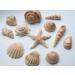 Rainbow Cake Toppers 24x Edible Sea Shells Cupcake Decorations Mermaid Cupcake Toppers Under the Sea Cake (RCT-0047) - Buy Online on GoSupps.com