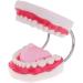 6x Magnification Dental Care Model - Mouth Teeth & Tongue with Toothbrush | Enhance Dental Education & Hygiene - Buy Online on GoSupps.com