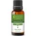 Pine Needle Organic Essential Oil Pure and Natural (10 ml) 10 ml (Pack of 1)
