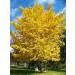 New Tree Seeds 10 st Ginkgo Biloba for Gardening Yellow - Buy Online on GoSupps.com