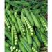 2018 Thomas Laxton Pea Seeds 2 Oz Approximately 200 Seeds