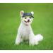 Shop Itoda Small Dog Baseball Caps - Adjustable Sun Protection Hat with Ear Holes for Dogs & Cats | Summer Sports Cap - Buy Online on GoSupps.com