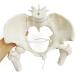 NEW HORIZON Female Pelvis Skeleton Model - Life Size Movable Femur Heads | Educational Tool for Midwives & Nursing Students - International Shipping Available - Buy Online on GoSupps.com