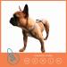 Strong & Comfortable AquaBlaze XL Dog H-Shaped Harness - Fully Adjustable - Buy Online on GoSupps.com