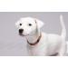100% Baltic Amber Dog Necklace & Collar | Natural Tick Protection for Dogs & Cats | Shop Now - Buy Online on GoSupps.com