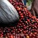 Buy Mt. Whitney Organic Peru Medium Roast Whole Bean Coffee - 12 oz (340g) - Buy Online on GoSupps.com