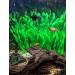 BEGONDIS Aquarium Decoration - 14pcs Artificial Green Aquatic Plants & Seaweed for Fish & Pets | Ships Internationally - Buy Online on GoSupps.com