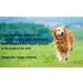 Perpetual Bliss Styptic Powder (60g) for Pets | Stops Bleeding from Nail Clipping & Grooming | Essential in Pet First Aid Kit - Buy Online on GoSupps.com