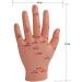 Human TCM Meridian Point Model Acupuncture Female Model Male Model + Hand Model + Foot Model + Ear Model - Buy Online on GoSupps.com
