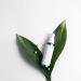 GREEN PEARLSATION Teatree Care Body Spray - Natural Teatree Infused Mist for Skin Nourishment - Buy Online on GoSupps.com
