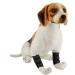 Smandy Dog Knee Pads 1 Pair Dog Knee Pads Pet Knee Brace Surgical Wound Protectors for Body Injuries(M) - Buy Online on GoSupps.com