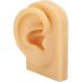 Silicone Ear Model Lifelike Artificial Silicone Ear Model Simulation Elastic for Display (Right) - Buy Online on GoSupps.com