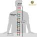 SunGrow Bird Ladder Bridge: Raw Wood & Edible Dye, 31 Inches, Easy Install, Durable, Flexible - Ideal for Small to Medium Birds - Buy Online on GoSupps.com
