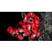 Guarana Seed Fluid Extract 100ml | Strong Tincture for Energy & Focus | International Shipping - Buy Online on GoSupps.com