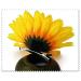 Vasana 6-Piece Sunflower Hair Clips for Women & Girls | Slipproof Crocodile Hairpins | Perfect Hairstyling Accessories for Parties Beach Vacations & Weddings - Buy Online on GoSupps.com