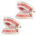 Kichouse toy 1 PC tooth model Standard tooth model typodonto dental health model Typodonto child healthcare delivers environmentally friendly plastic photo 2