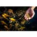 Blue Ridge Platinum Pro Koi & Goldfish Fish Food - 14 LBS | High Quality Nutrition - Buy Online on GoSupps.com