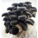 5 Pack Oyster Mushroom Liquid Cultures - Easy Cultivation Solution - Buy Online on GoSupps.com