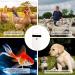 Mini Microchip Pet Tag Scanner - USB Rechargeable Animal Chip ID Reader with OLED Display - Supports FDX-B and EMID - ISO11784/85 - Buy Online on GoSupps.com