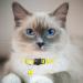 Hepplly 2-Pack Reflective Cat Collars with Bell - Quick Release Kitten Collar (Yellow) | International Shipping Available - Buy Online on GoSupps.com