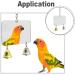 Parrot Toys Interesting Mirror Toy Exquisite Budgie Mirror for Various Birds - Buy Online on GoSupps.com