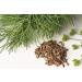 Dill seed 150 g natural Dill seeds Aneth natural dill seeds  - Buy Online on GoSupps.com