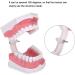 Tooth Model with Toothbrush - Standard Dental Cavity Demonstration for Oral Hygiene Education | Perfect for Hospitals & Kindergartens - International Shipping - Buy Online on GoSupps.com