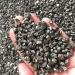 raw Minerals Chalcopyrite Gravel Natural Pyrite Crystal Chips for feng Shui 200g - Buy Online on GoSupps.com