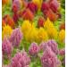 Feathered Cockscomb Celosia argentea Mixed Color 150 seeds CombSH A83 - Buy Online on GoSupps.com