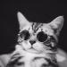 MMMiao Metal Frame Small Round Pet Sunglasses for Special Tidal Glasses for Cats or Small Dogs 1Pack (Golden+Blue) - Buy Online on GoSupps.com