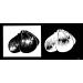 Organic Fresh Garlic Elephant Seeds - Grow Your Own Garlic Harvest 2020 - Buy Online on GoSupps.com